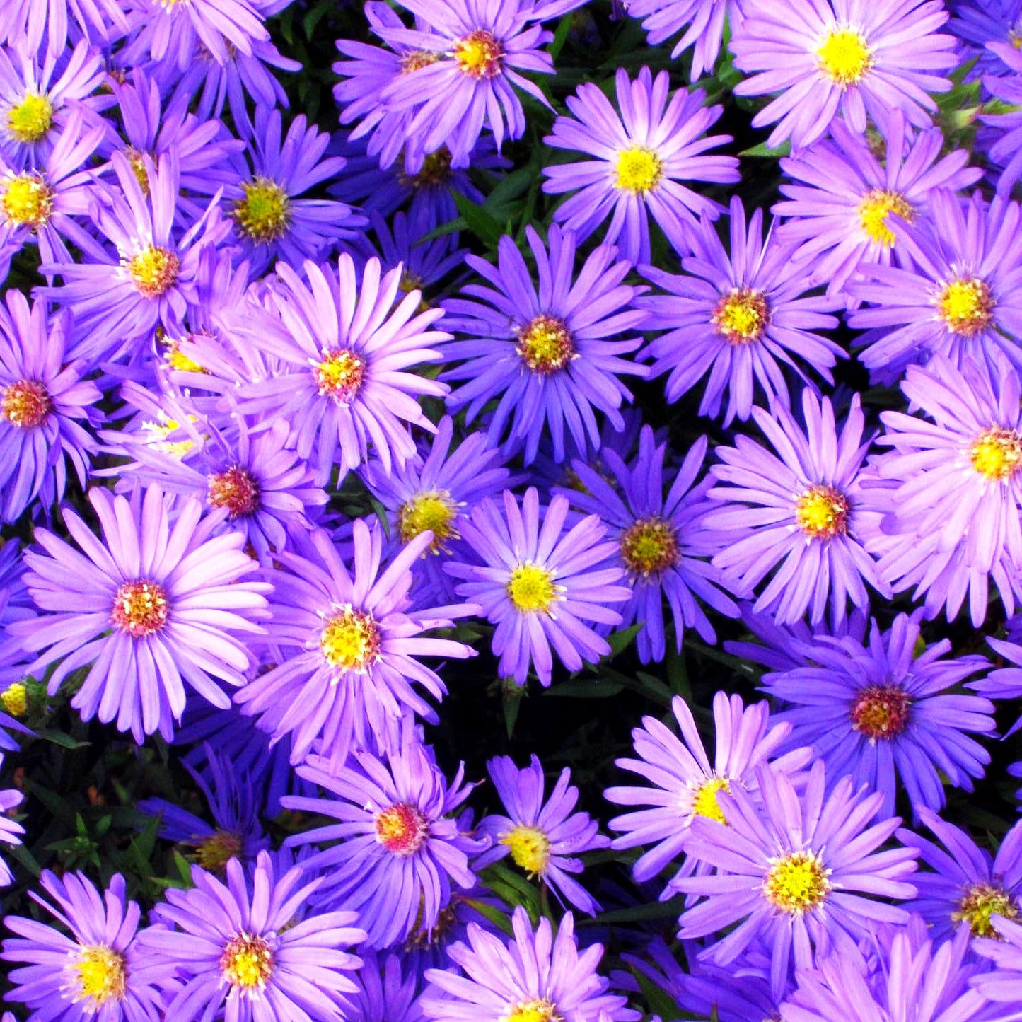 Kissen-Aster 'Mittelmeer' (Aster dumosus)