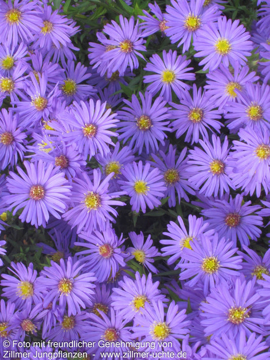 Kissen-Aster 'Mittelmeer' (Aster dumosus)