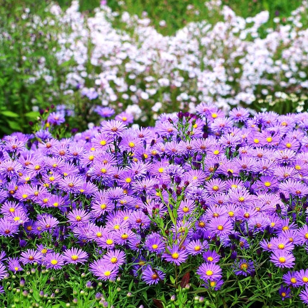 Kissen-Aster 'Mittelmeer' (Aster dumosus)