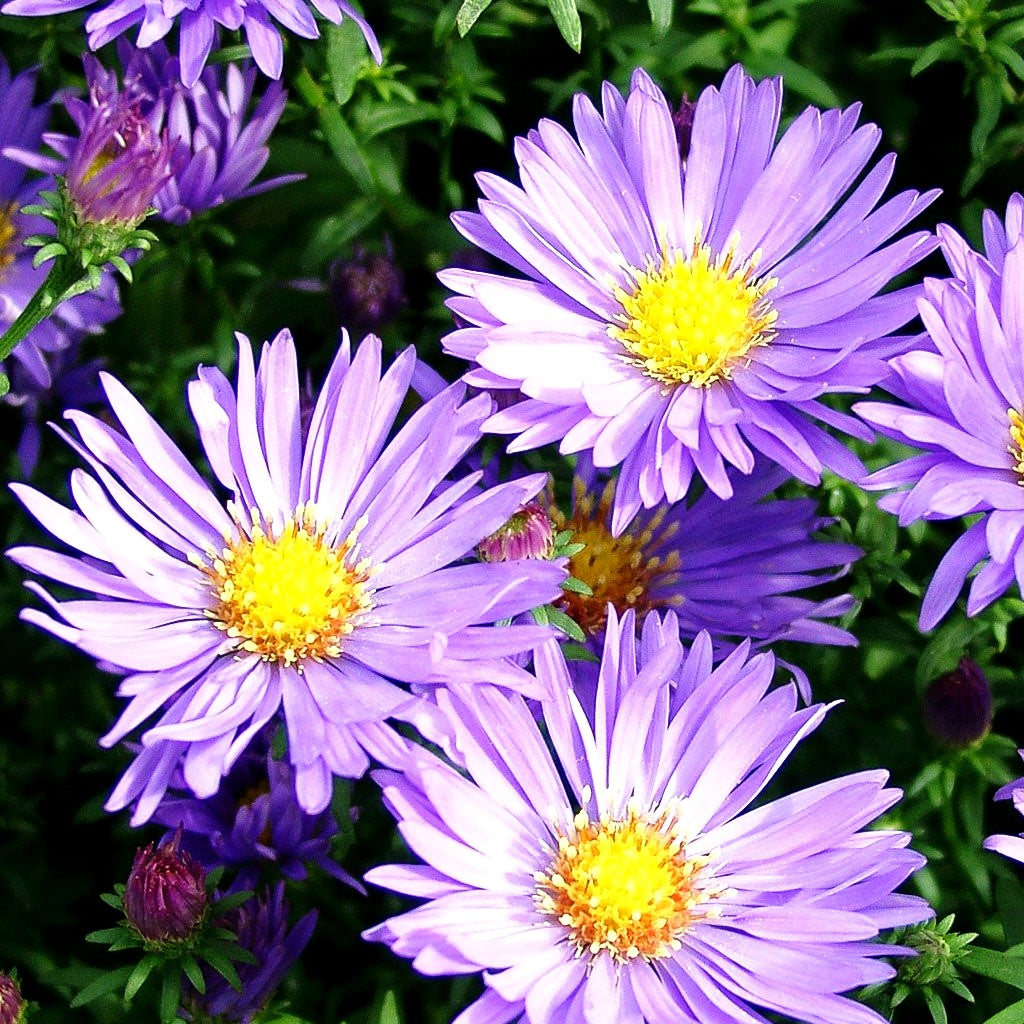 Kissen-Aster 'Mittelmeer' (Aster dumosus)