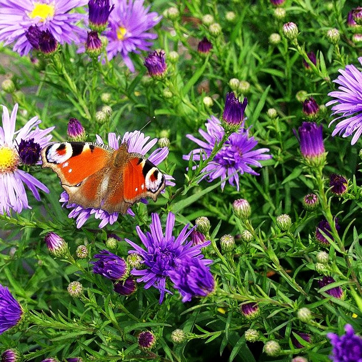 Kissen-Aster 'Mittelmeer' (Aster dumosus)