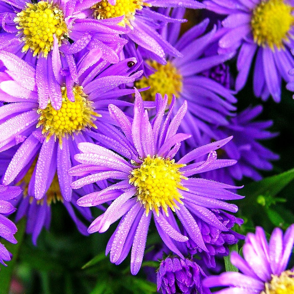 Kissen-Aster 'Mittelmeer' (Aster dumosus)