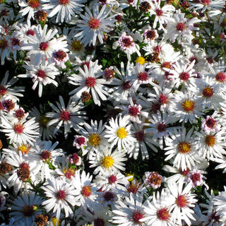 Kissen-Aster 'Niobe' (Aster dumosus)