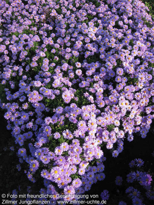 Kissen-Aster 'Prof Anton Kippenberg' (Aster dumosus)