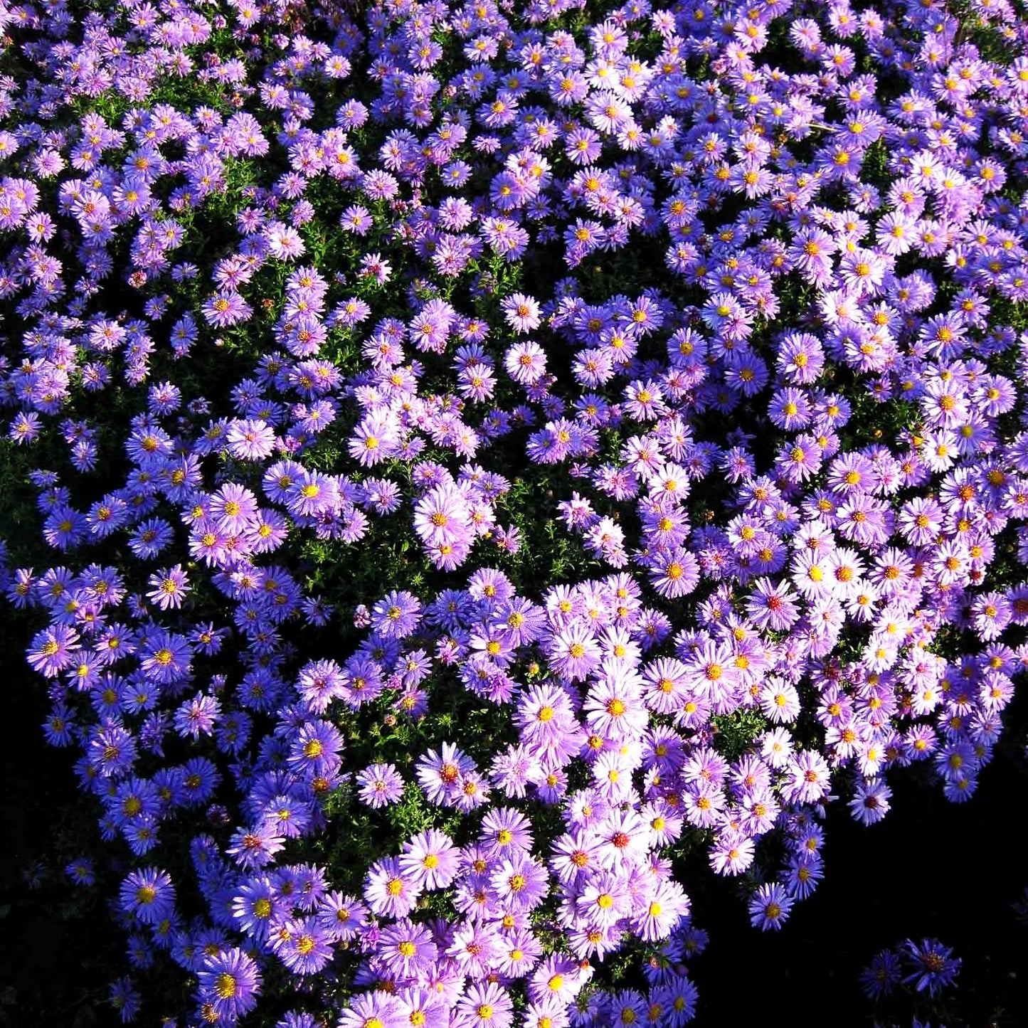 Kissen-Aster 'Prof Anton Kippenberg' (Aster dumosus)