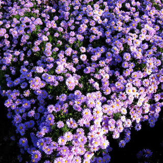 Kissen-Aster 'Prof Anton Kippenberg' (Aster dumosus)