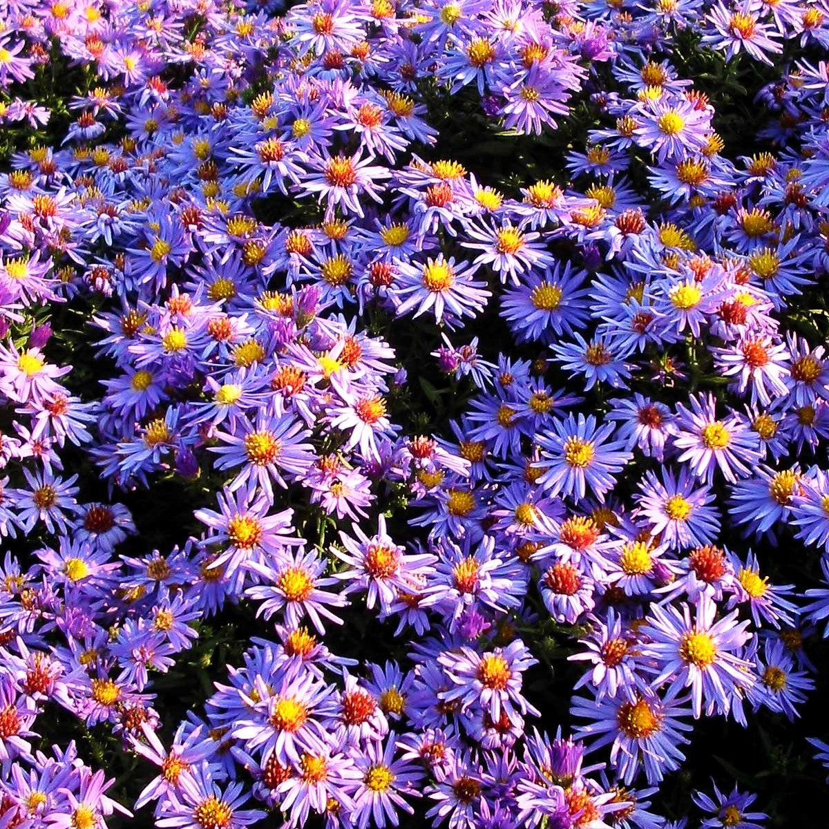 Kissen-Aster 'Prof Anton Kippenberg' (Aster dumosus)