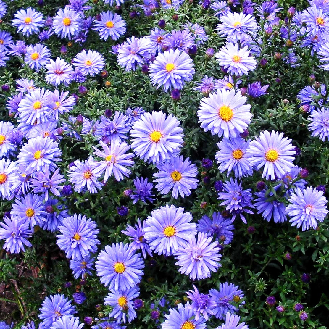 Kissen-Aster 'Prof Anton Kippenberg' (Aster dumosus)