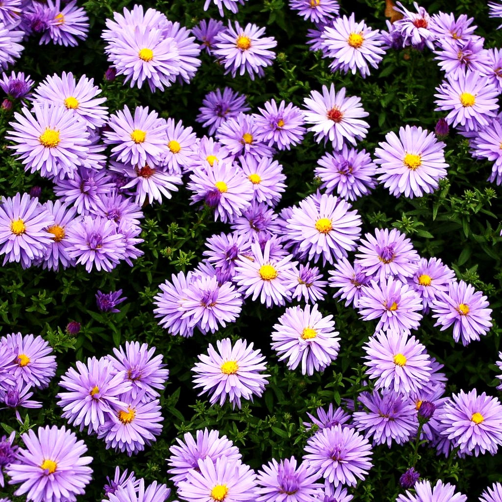 Kissen-Aster 'Prof Anton Kippenberg' (Aster dumosus)