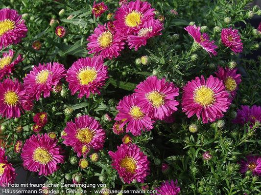 Kissen-Aster 'Purple Diamonds' (Aster dumosus)