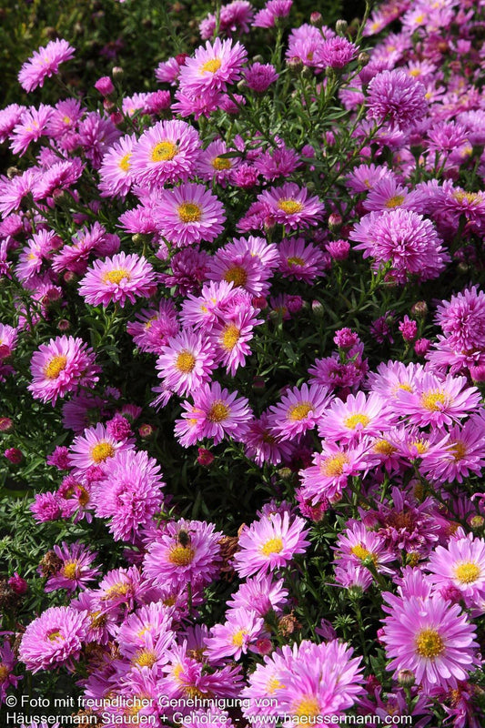 Kissen-Aster 'Rose Crystal' (Aster dumosus)