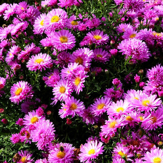 Kissen-Aster 'Rose Crystal' (Aster dumosus)