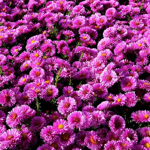 Kissen-Aster 'Rose Crystal' (Aster dumosus)