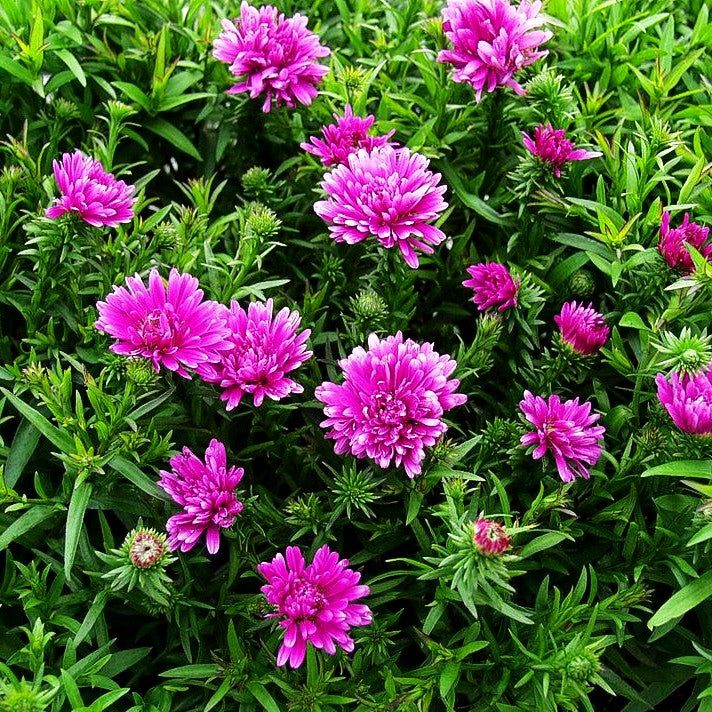 Kissen-Aster 'Rose Crystal' (Aster dumosus)