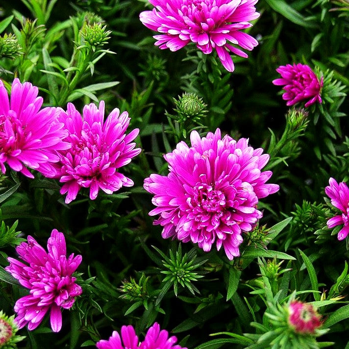 Kissen-Aster 'Rose Crystal' (Aster dumosus)