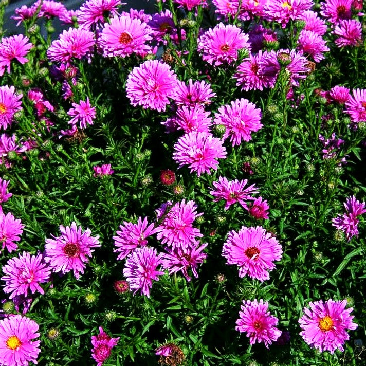 Kissen-Aster 'Rose Crystal' (Aster dumosus)