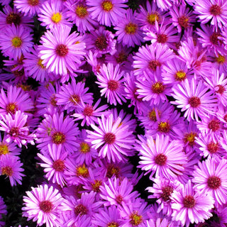 Kissen-Aster 'Rosenwichtel' (Aster dumosus)