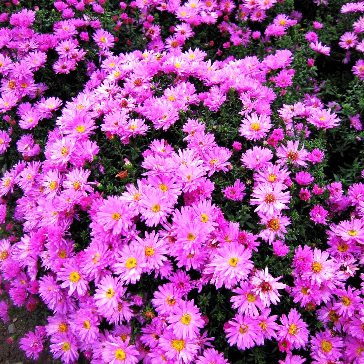 Kissen-Aster 'Rosenwichtel' (Aster dumosus)
