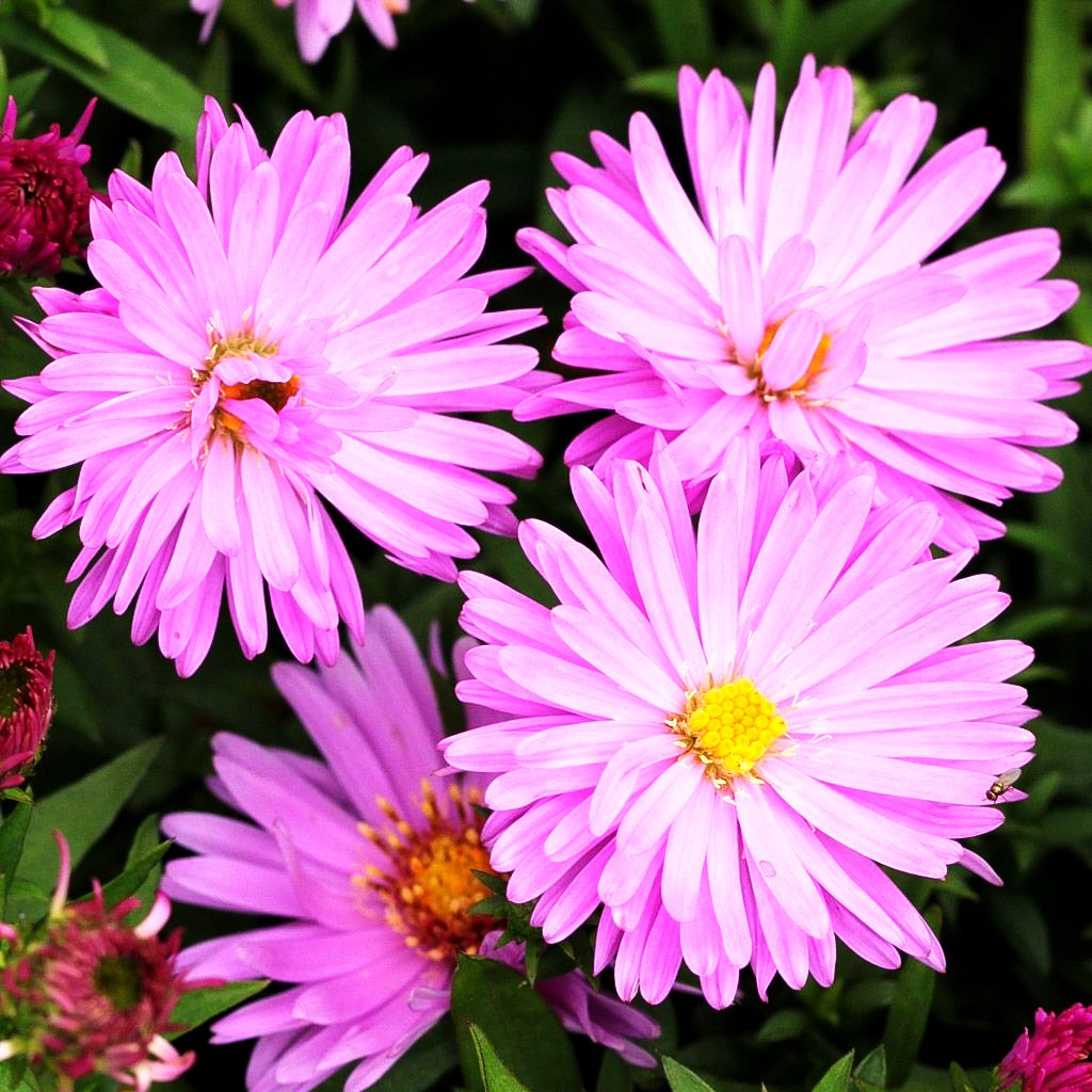 Kissen-Aster 'Rosenwichtel' (Aster dumosus)