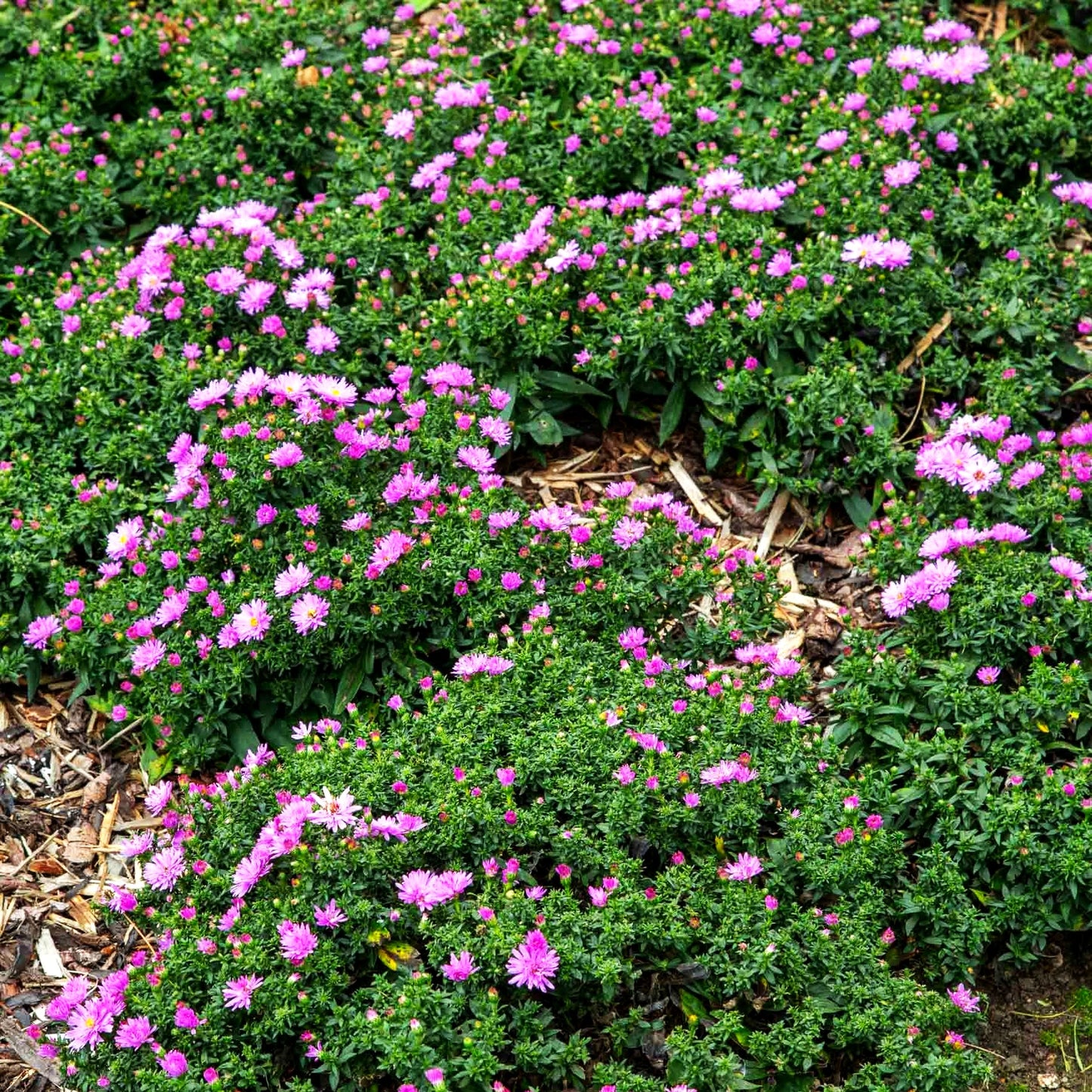 Kissen-Aster 'Rosenwichtel' (Aster dumosus)