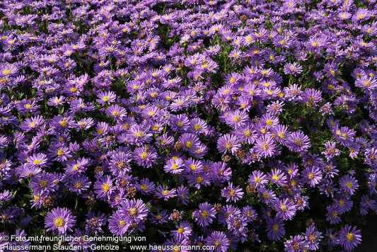 Kissen-Aster 'Sapphire' (Aster dumosus)