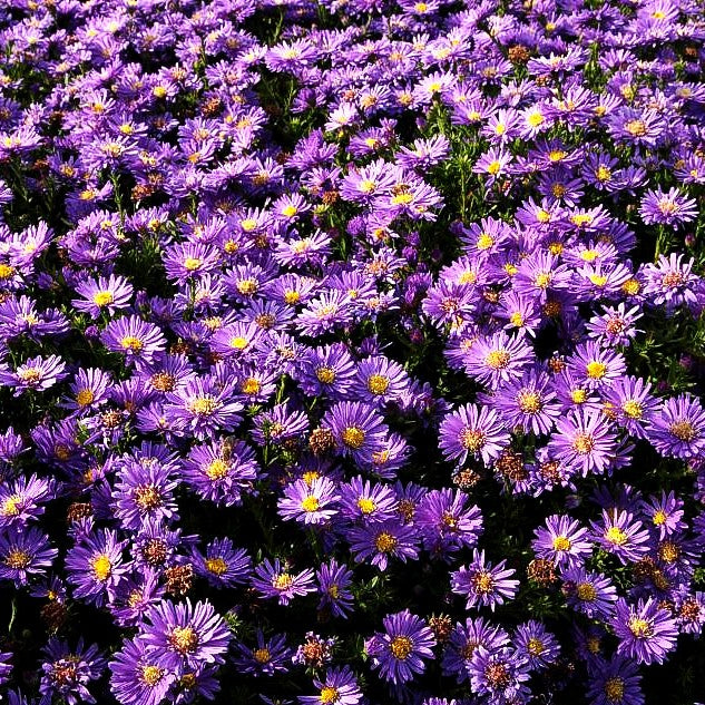 Kissen-Aster 'Sapphire' (Aster dumosus)