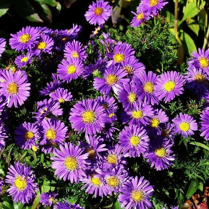 Kissen-Aster 'Sapphire' (Aster dumosus)