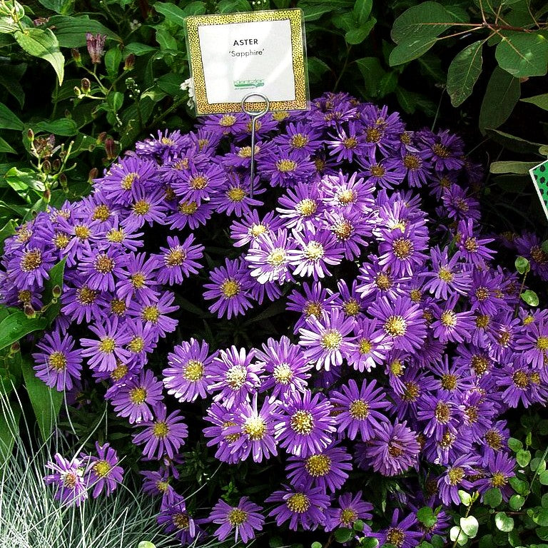 Kissen-Aster 'Sapphire' (Aster dumosus)