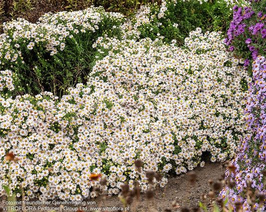 Kissen-Aster 'Schneekissen' (Aster dumosus)