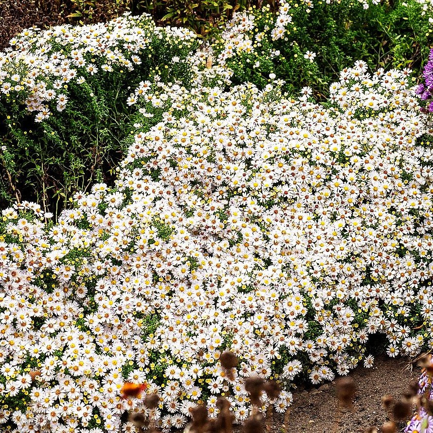 Kissen-Aster 'Schneekissen' (Aster dumosus)