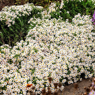 Kissen-Aster 'Schneekissen' (Aster dumosus)