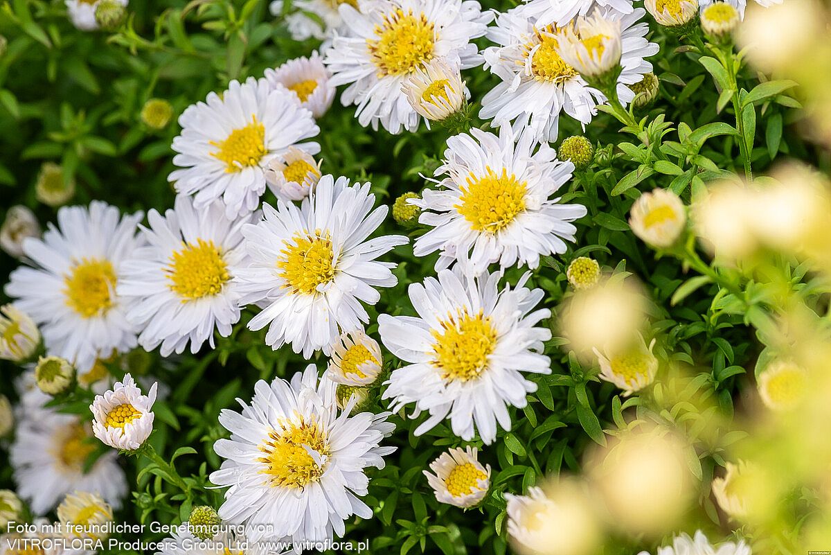 Kissen-Aster 'Schneekissen' (Aster dumosus)
