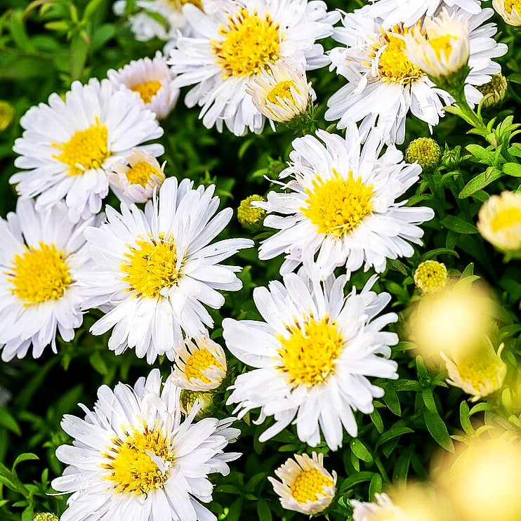 Kissen-Aster 'Schneekissen' (Aster dumosus)