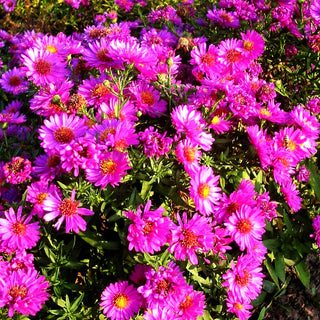 Kissen-Aster 'Starlight' (Aster dumosus)