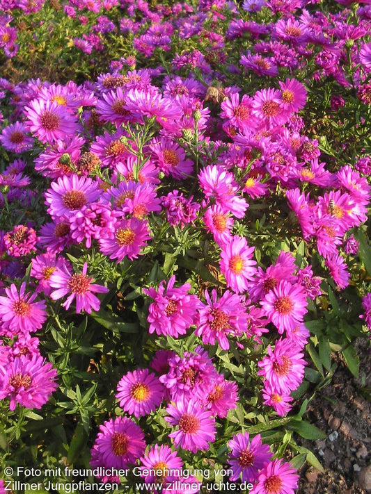 Kissen-Aster 'Starlight' (Aster dumosus)