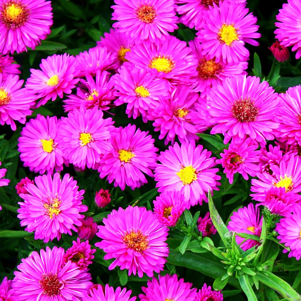 Kissen-Aster 'Starlight' (Aster dumosus)