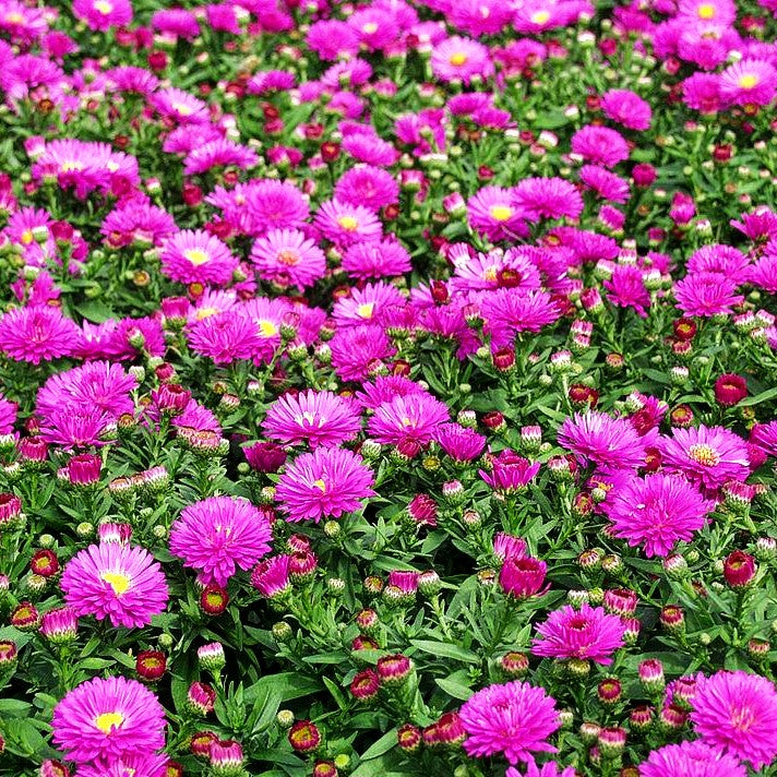 Kissen-Aster 'Starlight' (Aster dumosus)