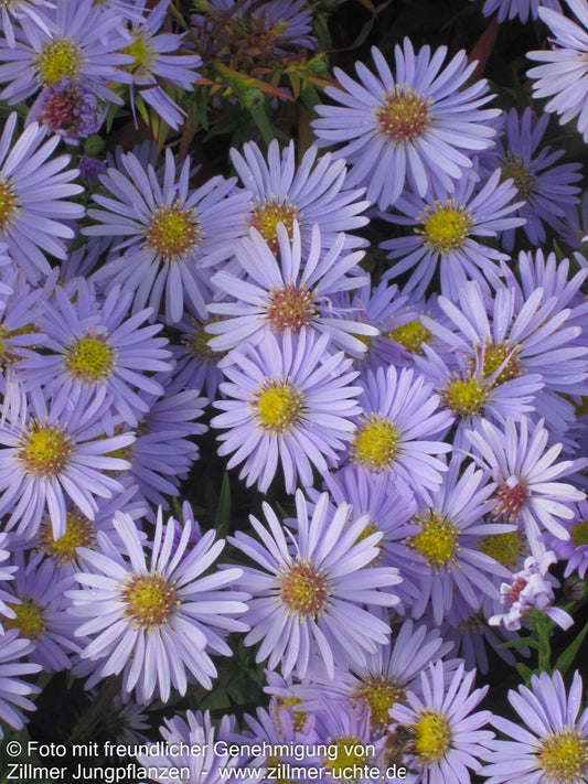Kissen-Aster 'Zwergenhimmel' (Aster dumosus)