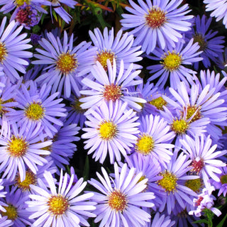 Kissen-Aster 'Zwergenhimmel' (Aster dumosus)