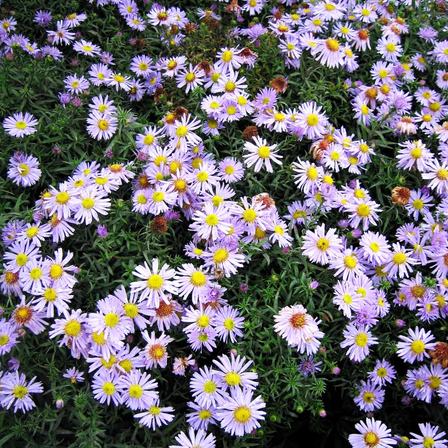 Kissen-Aster 'Zwergenhimmel' (Aster dumosus)