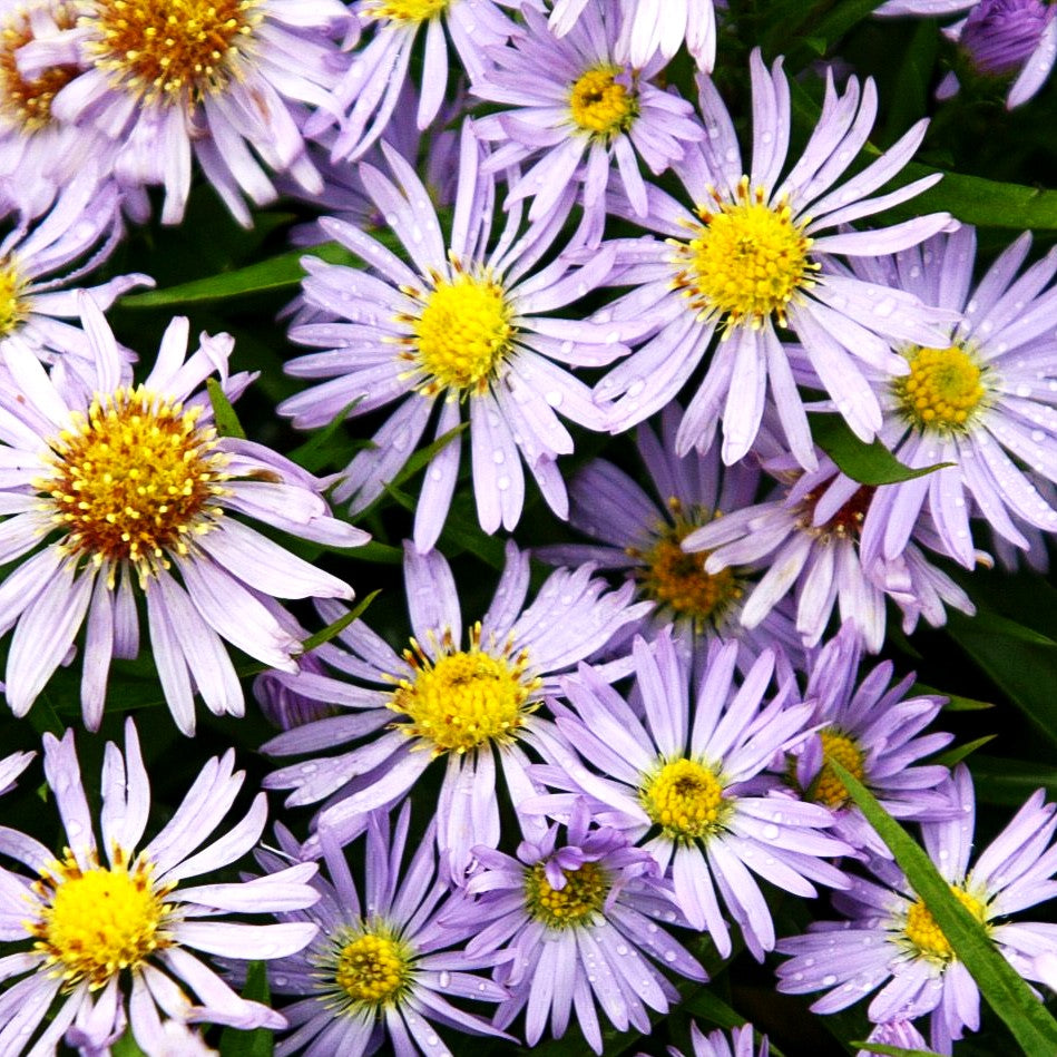 Kissen-Aster 'Zwergenhimmel' (Aster dumosus)