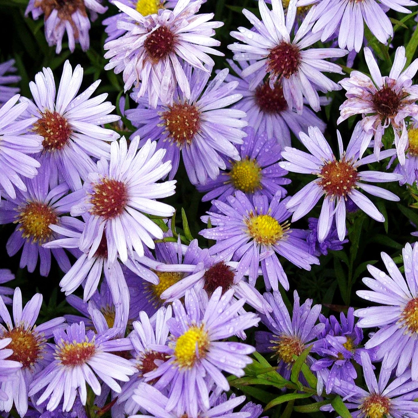 Kissen-Aster 'Zwergenhimmel' (Aster dumosus)
