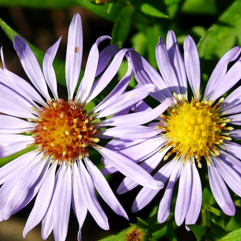 Kissen-Aster 'Zwergenhimmel' (Aster dumosus)