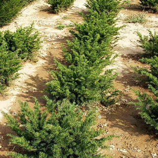 Kissen-Eibe 'Repandens' (Taxus baccata)