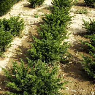 Kissen-Eibe 'Repandens' (Taxus baccata)