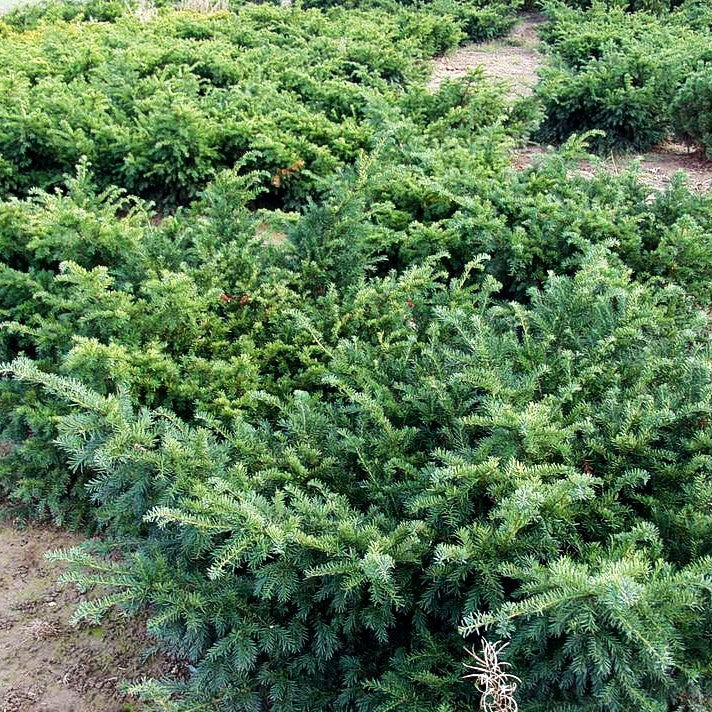 Kissen-Eibe 'Repandens' (Taxus baccata)