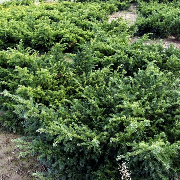 Kissen-Eibe 'Repandens' (Taxus baccata)
