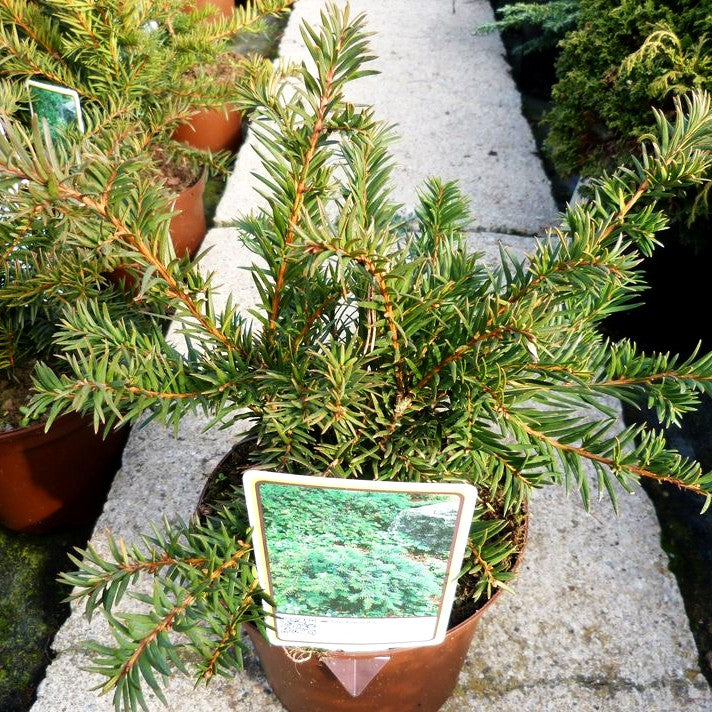 Kissen-Eibe 'Repandens' (Taxus baccata)