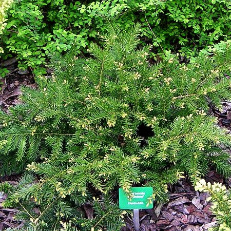Kissen-Eibe 'Repandens' (Taxus baccata)