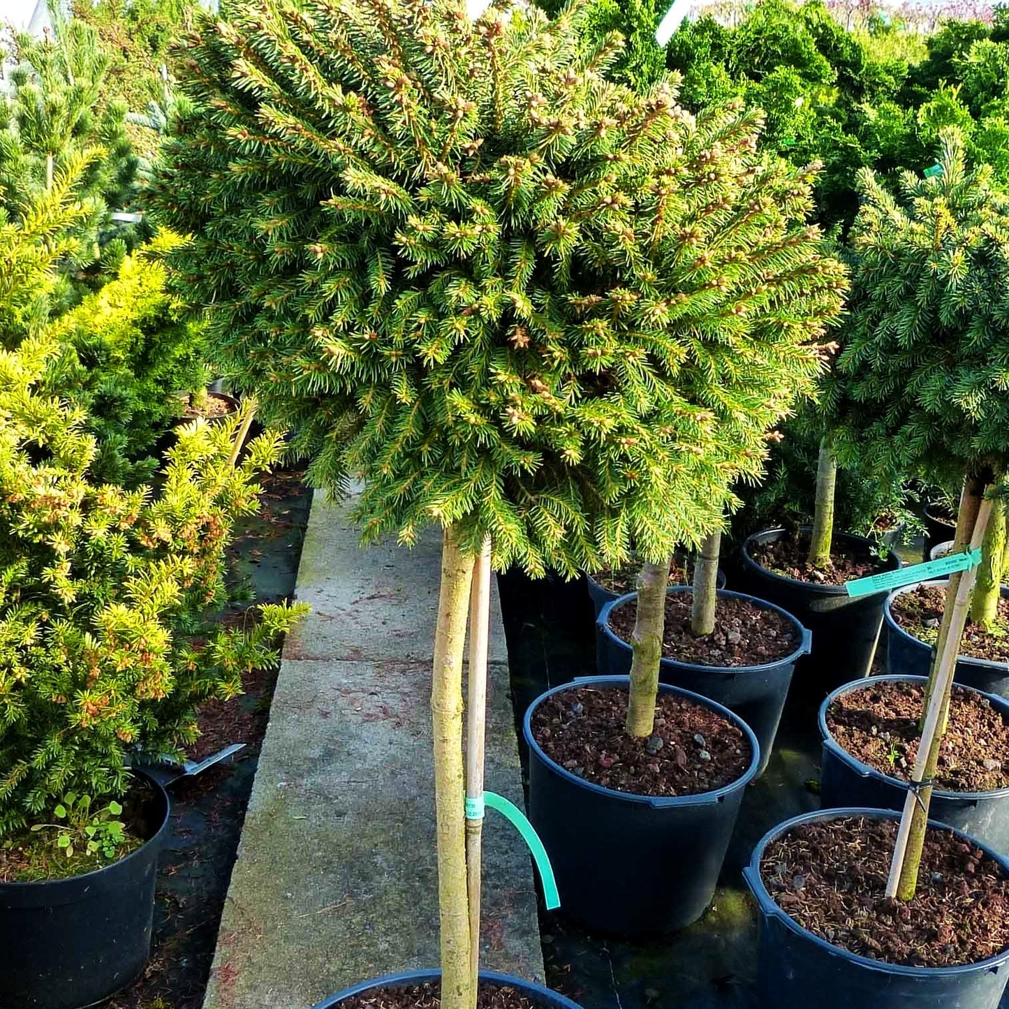 Kissen-Fichte 'Viminalis' (Picea abies)